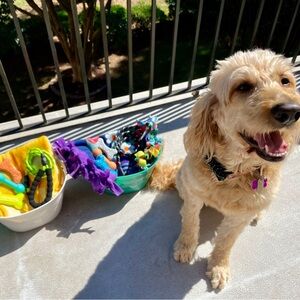 Brand New!🛍️Pet/Dog Gift Baskets 🛍️ for your Fur-baby 🐾🐩Toys, Leash, Blanket